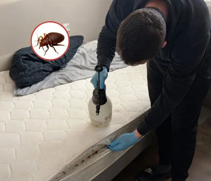 Technicien traitant un matelas contre les punaises de lit à Saclay
